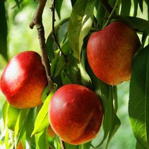 복숭아나무 묘목 접목1년생 신비, 엘로드림 천도복숭아