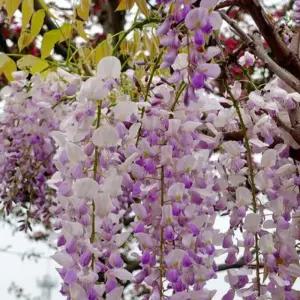 중국풍화 등나무 접목2년 특묘 신품종 향기등나무 묘목 개화주 꽃등나무 정원조경 노지월동 (목하원예조경)