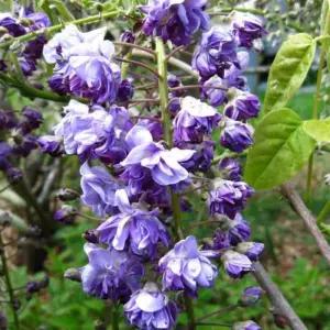 겹꽃팔총흑룡, 블랙드래곤 등나무 접목1년생 특묘 진한보라 겹꽃 개화주 묘목 노지월동 (목하원예조경)