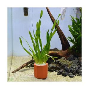 스크류 발리스네리아 [3촉] 무포트