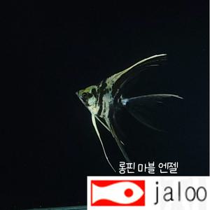 생먹이 자루 마블 엔젤 피쉬 1마리 멋진 무늬의 열대어