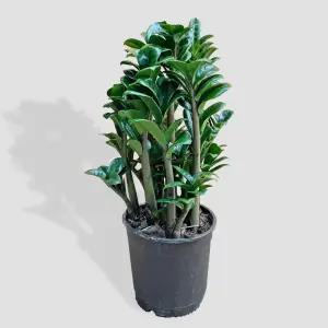 보석 금전수 중형 관엽식물 실내화초 인테리어 공기정화식물