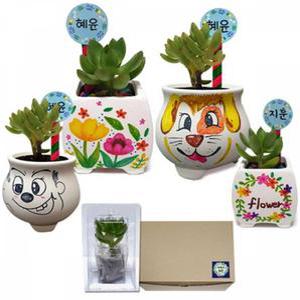 화분 만들기대장-다육식물 다육 만들기대장 꾸미기세트 식물보호케이스포함 다육식물 식물화분