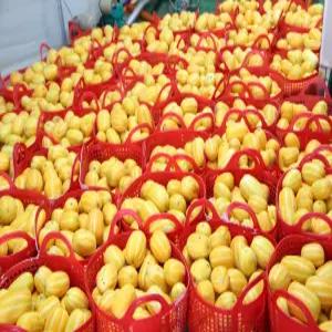 프리미엄 성주 참외 가정용 3kg 5kg