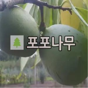 포포나무 묘목 쉐넌도어 접목1년