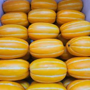 프리미엄 성주 참외 특품 가정용 10kg