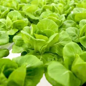 당일수확 유러피안 쌈채소 세트 1kg