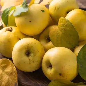 [딜픽]안동 시나노골드 사과 중과 17-22과 5kg내외 가정용