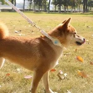 가을 산책용 애견 자동 리드줄 반려견 개줄 강아지목줄 외출용품 (WFK5OGY)