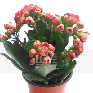 칼란디바 겹꽃 카랑코에 색상 랜덤 꽃 화분 다육이 공기정화 식물 키우기