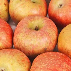 주스용 사과 9kg 10kg 부사 못난이사과 기스 흠 많음 쥬스용