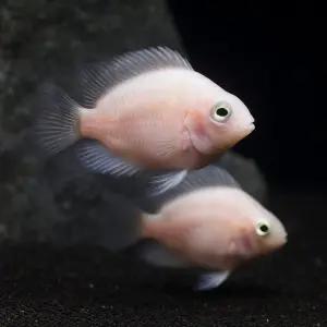 화이트 미니 패럿 2마리