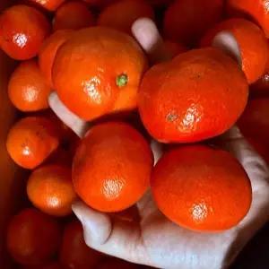 국내산 제주 고당도 신품종 소원홍 홍귤 2kg 로얄과 맛보기