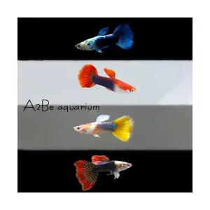 [에이투비]이쁜구피 수컷만 10마리 세트 / 수컷 / 10마리 / 랜덤발송