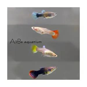 [에이투비]이쁜구피 암컷만 10마리 세트 / 암컷 / 10마리 / 랜덤발송