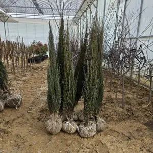 상록수나무_블루애로우 (키1.0~1.2m)_분묘_울타리나무