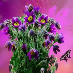 혼합 불가리스 할미꽃 씨앗 유럽 할미꽃씨 종자 꽃씨 꽃씨앗 30알 (KR)