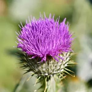 토종 가시 엉겅퀴 씨앗 100립 약용·야생화 (FC)