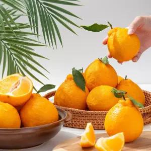 갤러리아 [더조은] 제주 서귀포 노지 한라봉 (혼합과) 10kg