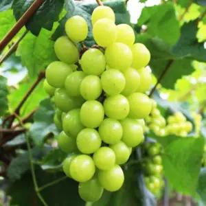 포도나무(샤인머스켓)_접목1년(뿌리묘)/유실수/정원수/묘목/K0111