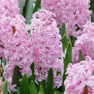 꽃모종 히야신스 푼단트 9cm분 4개(HL)