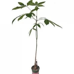 베하몰 실내 화초 롱파키라 외목대파키라 중품 약80cm/행운식물/식물재배/화초식물/인테리어식물/가정용식