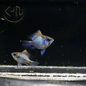 블루볼 라미네지 (관상어, 열대어)