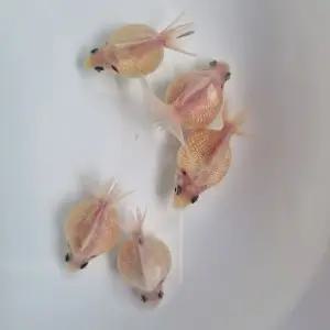 금붕어 A급 밀크 화이트 진주린 7cm내외 1마리