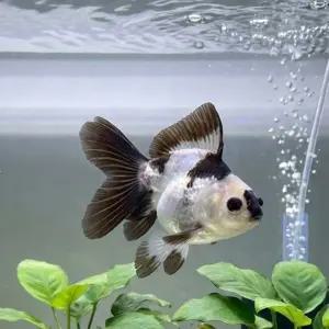 금붕어 A급 팬더 단미 오란다 9cm내외 1마리