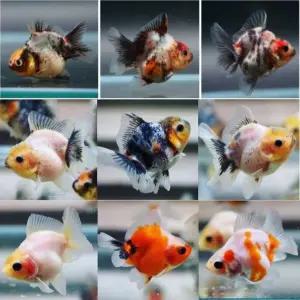 로즈테일 볼 오란다 베이비 1마리