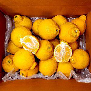 [아침이슬농원] 제주 한라봉 정품 중과 9kg