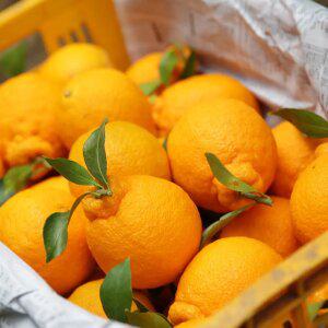 [덤 증.정]당일작업 고당도 제주 한라봉 4kg 2개 구매 시 1kg 추가 증.정