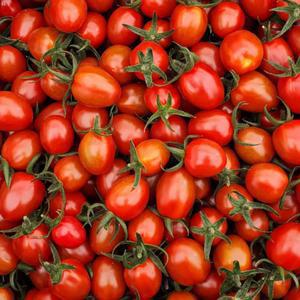 착한식탁 스테비아 대추방울토마토 2kg