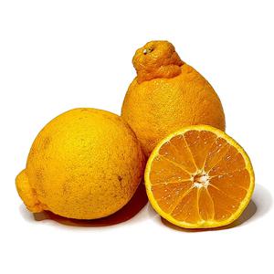 [아침이슬농원] 제주 한라봉 가정용 실속 혼합 9kg