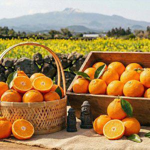 [덤 증.정]당일작업 고당도 제주 레드향 2kg 2개 구매 시 500g 덤 증.정