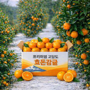 귤모닝 제주 서귀포 고당도귤 최대15brix 효돈귤 로얄중과(M)5kg.10kg