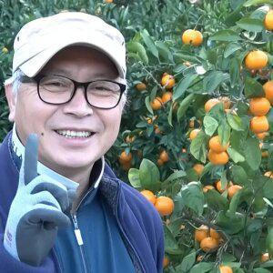 [미남귤] 한입가득 미소를 남기는 제주 타이벡 감귤 4.5kg ( S~L사이즈 )