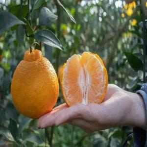 [품질보증] 제주 산지직송 제철 고당도 한라봉 5kg 로얄 특대과 15과내외