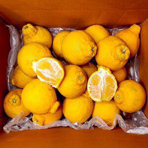 [아침이슬농원] 제주 한라봉 정품 중과 10kg