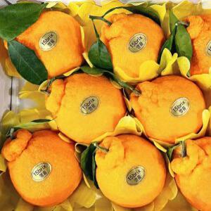 *첫수확* 제주 한라봉 (하우스정품) 고당도 13brix이상 당도보장 한정행사10kg-3kg