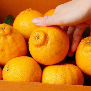 당일작업 고당도 제주 한라봉 4kg(실중량) 혼합과