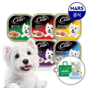 시저 주식캔 100gx12개 골라담기+아이엠즈쇼핑백+배변패드+베베숲물티슈