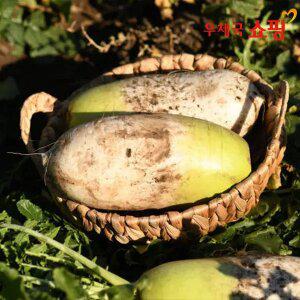 [우체국쇼핑] 국내산 해풍맞은 무안 황토밭 단단하고 아삭한 무우 3kg,5kg