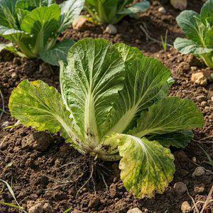 국내산 제철 햇 봄동 산지 봄채소 김치 겉절이 쌈채소 2kg