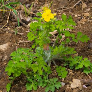 한첩 자연산 애기똥풀분말 애기똥풀 가루 젖풀
