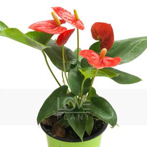 안스리움(솔라라) 관엽 공기정화식물 식물키우기