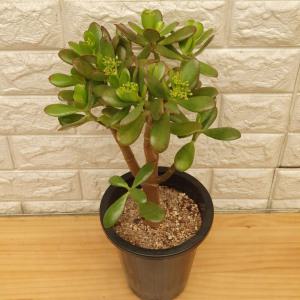 염좌 - 꽃피는염자15