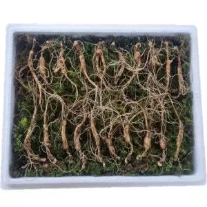 천생삼 산양산삼 씨삼 소삼 8-9년근 20뿌리 산삼 산양삼 장뇌삼