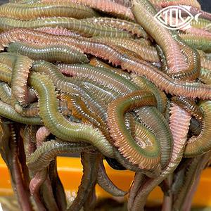 청갯지렁이 청개비 갯지렁이 50g 우럭 도다리 망둥어 장어 감성돔 선상낚시 생활낚시미끼