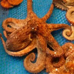 춘백이네 제수용 돌문어1kg(1미)